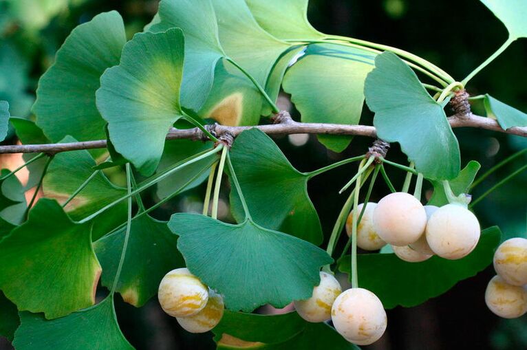 Ginkgo biloba - an exotic herb to improve potency